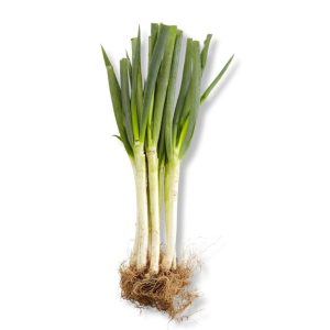 Big Green Onion