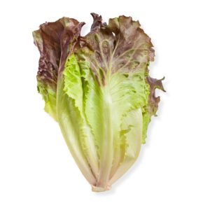 Red Leaf Lettuce
