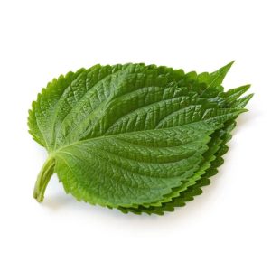 Sesame Leaves